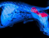 Best Dog Chews for Hip Dysplasia and Joint Support — The Food-Source Glucosamine and Chondroitin Approach