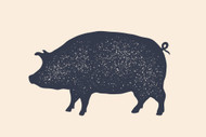 Pork Chews for Dogs — Where Pork Fits in a Novel Protein Strategy for Food-Allergic Dogs