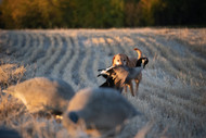 Field-Dog Recovery and Conditioning — Supporting the Hunting Dog's Body with Whole-Food Joint Nutrition