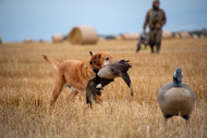 Gun-Dog Training Treats — Rewarding Marking, Steadiness, and the Retrieve with Goose