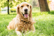 Best Novel Protein Treats for Golden Retrievers with Food Allergies