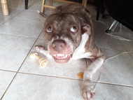 Bully Sticks and Resource Guarding — Why Dogs Guard High-Value Chews and What to Do About It