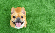 Best Novel Protein Treats for French Bulldogs with Food Allergies
