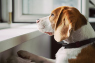 Bully Sticks for Dogs With Separation Anxiety [2026] — The Science-Based Protocol for Using Long-Session Chews to Manage Absence Distress