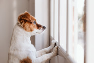 Is It Safe to Leave a Dog Alone With a Bully Stick? What Every Owner Should Know