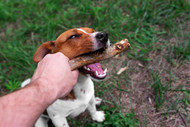 Are Bully Sticks Safe for Aggressive Chewers? What You Need to Know