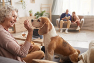 When Can Puppies Have Bully Sticks? - Bully Sticks Direct