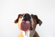 Why Does My Dog Lick His Bully Stick Instead of Chewing It?