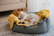 Should I Take the Bully Stick Away at Bedtime? Pros and Cons Explained