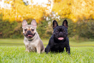 Best Bully Sticks for French Bulldogs [2026] — 6 Options Ranked by Safety, Session Length, and the Specific Supervision Protocol Brachycephalic Breeds Require