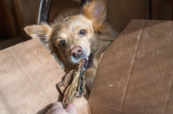 The Best Green Tripe Benefits for Your Dog's Health and Nutrition