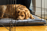 Bully Sticks for Crate Training [2026] — The Complete Protocol for Using Long-Session Chews to Build Positive Crate Association From Day One