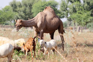  Goat Skin vs Camel Skin for Dogs [2026] — Which Novel Protein Is Right for Your Food-Allergic Dog?