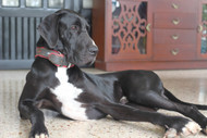 Best Bully Sticks for Giant Breeds and Great Danes: Sizing for 100+ Pound Dogs