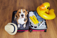 Guide to Flying and Traveling with Bully Sticks: TSA Rules, Road Trips, Camping, and Hotels