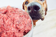 Bully Sticks for Raw-Fed Dogs — How Bully Sticks Fit a Raw Diet, the 80/10/10 Question, and Why Raw Feeders Choose Them