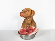Best Treats for Dogs With Beef Allergy [2026] — The Complete Replacement Protocol: Every Beef Product Your Dog Lost and the Goose, Camel, and Goat Products That Replace Them