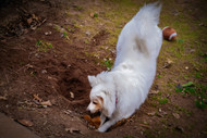 Why Does My Dog Bury His Bully Stick? Understanding This Behavior