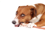 Why do bully sticks turn white?