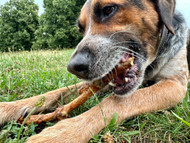 The Best Bully Sticks for Power Chewers: Tough Chews for Strong Dogs