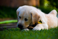 How Long Should Puppy Chew on Bully Stick? Essential Tips for Safety