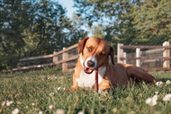 Why do dogs go crazy for bully sticks?