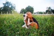 Can Puppies Have Food Allergies? Why Your Itchy Puppy Probably Doesn't — and What to Do Now