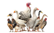 Can Dogs Allergic to Chicken Eat Turkey, Duck, or Goose? The Poultry Cross-Reactivity Question Explained