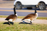 Is Goose Hypoallergenic for Dogs? What "Hypoallergenic" Really Means and Why Goose Earns the Label