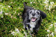 Best Bully Sticks for Senior Dogs [2026] — 7 Options Ranked by Dental Safety, Joint Support, and the Specific Needs of Dogs 7 and Older
