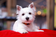 Best Treats for West Highland White Terriers With Food Allergies [2026] — The Complete Novel Protein Protocol for the Breed Most Commonly Presenting With Food-Responsive Dermatitis