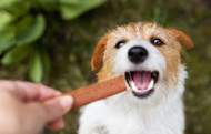 Why Does My Dog Whine When He Gets a Bully Stick?
