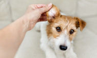 Why Does My Dog Keep Getting Ear Infections? The Food Allergy Connection Most Owners Miss