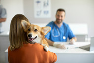 Do Veterinarians Recommend Bully Sticks? An Honest Look at the Veterinary View on Bully Sticks