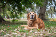 Novel Protein Treats for Senior Dogs with Food Allergies: Soft Enough to Chew, Gentle Enough to Tolerate