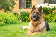 Best Treats for German Shepherds With Food Allergies [2026] — The Complete Novel Protein Protocol for the Breed Most Likely to Have Both Beef Allergy and Digestive Sensitivity