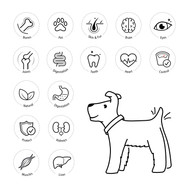Can Bully Sticks Cause Pancreatitis in Dogs? - Bully Sticks Direct