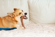 Best Monster Bully Sticks for Heavy Chewers: Durable and Tasty Options
