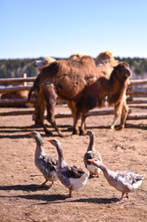 Camel vs Goat vs Goose — Choosing the Right Novel Protein for Your Dog's Food Allergies