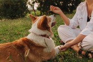 Turkey Tendon Training Treats — The Chicken-Free Reward for Beef-Allergic Dogs
