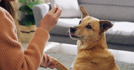 Chicken-Free Training Treats — The Best High-Value Rewards for Chicken-Allergic Dogs
