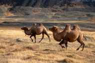 Camel Chews for Skin, Coat, and Joints — The Collagen Benefits Beyond Novelty