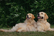  Best Treats for Golden Retrievers With Food Allergies [2026] — The Complete Protocol: Goose Hearts for Taurine, Goose Necks for Hip Dysplasia, and the Right Novel Proteins for the Most Complex Breed Allergy Profile