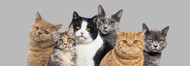 Can Cats Have Bully Sticks? Understanding Safe Treat Options for Cats