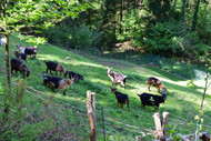 Goat Chews for Skin, Coat, and Joints — The Collagen and Digestibility Benefits Beyond Allergy Relief
