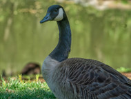 Goose Necks for Joint Support — Natural Glucosamine and Chondroitin in a Whole-Food Chew