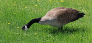 Goose Necks for Dogs — The Complete Guide to the Novel Protein Chew That Replaces Both Bully Sticks and Joint Supplements