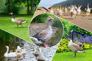Waterfowl vs Landfowl — Why the Bird Family Tree Decides Whether Your Poultry-Allergic Dog Can Eat Goose