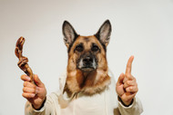 How Do I Know If My Dog Is Getting Too Many Bully Sticks?