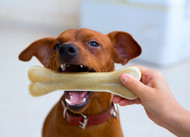 Safe Bully Sticks for Aggressive Chewers - Bully Sticks Direct Guide